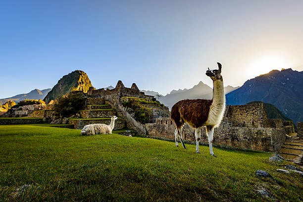 Llamas resting on a terrace during the first light on the ruins of the Incan city of Machu Picchu, Peru.